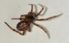 Steatoda bipunctata